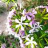 Fotografia 18 da espécie Saponaria officinalis do Jardim Botânico UTAD