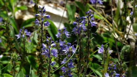 Fotografia da espécie Veronica officinalis