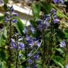 Fotografia 18 da espécie Veronica officinalis do Jardim Botânico UTAD