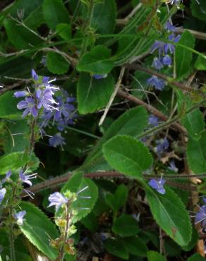 Fotografia 1 da espécie Veronica officinalis no Jardim Botânico UTAD