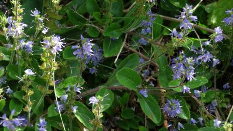 Fotografia da espécie Veronica officinalis