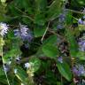 Fotografia 1 da espécie Veronica officinalis do Jardim Botânico UTAD