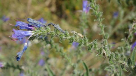 Fotografia da espécie Echium vulgare subesp. vulgare