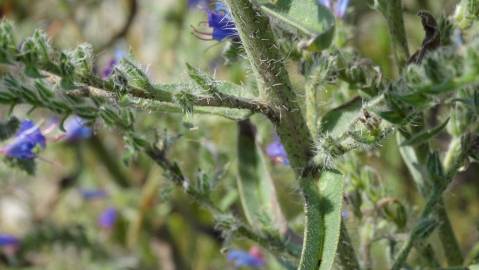 Fotografia da espécie Echium vulgare subesp. vulgare