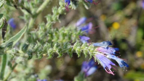 Fotografia da espécie Echium vulgare subesp. vulgare