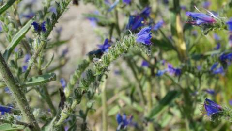 Fotografia da espécie Echium vulgare subesp. vulgare