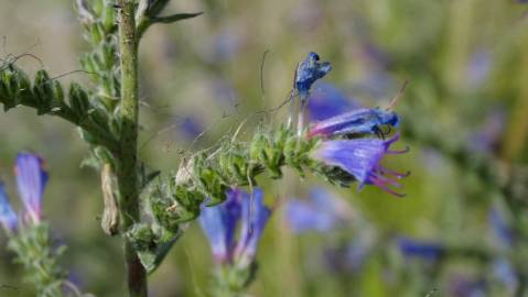 Fotografia da espécie Echium vulgare subesp. vulgare