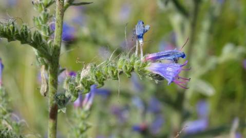 Fotografia da espécie Echium vulgare subesp. vulgare