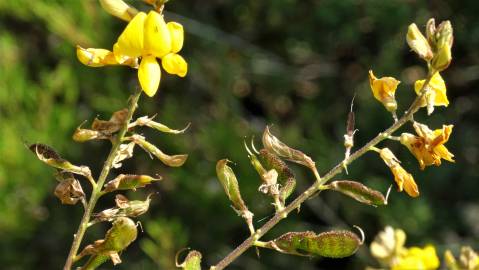 Fotografia da espécie Adenocarpus complicatus