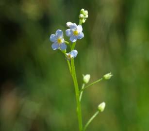 Fotografia da espécie Myosotis welwitschii