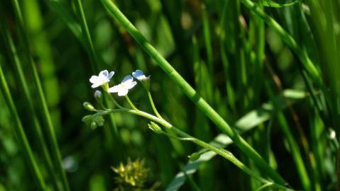 Fotografia da espécie Myosotis welwitschii