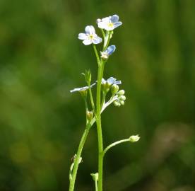 Fotografia da espécie Myosotis welwitschii