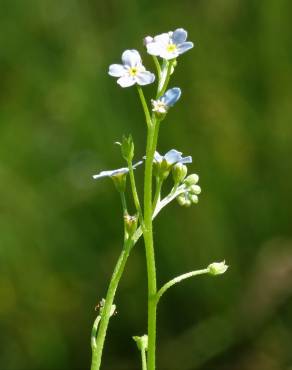 Fotografia 4 da espécie Myosotis welwitschii no Jardim Botânico UTAD