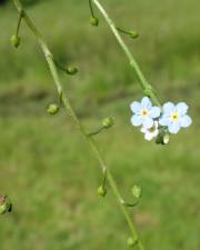 Fotografia da espécie Myosotis welwitschii