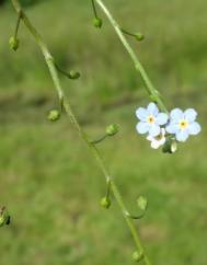 Myosotis welwitschii