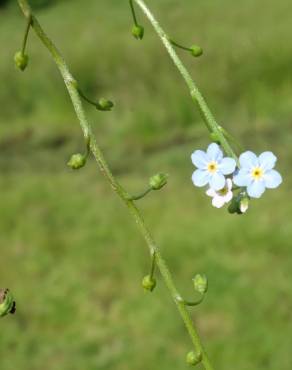 Fotografia 1 da espécie Myosotis welwitschii no Jardim Botânico UTAD