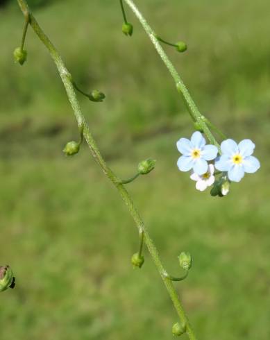 Fotografia de capa Myosotis welwitschii - do Jardim Botânico