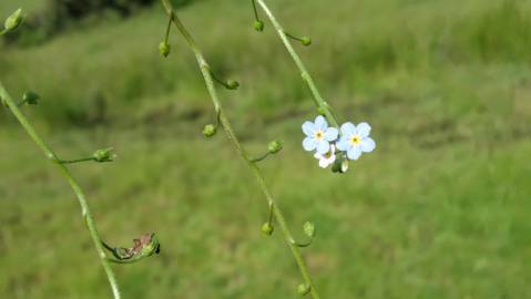 Fotografia da espécie Myosotis welwitschii