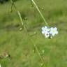 Fotografia 1 da espécie Myosotis welwitschii do Jardim Botânico UTAD