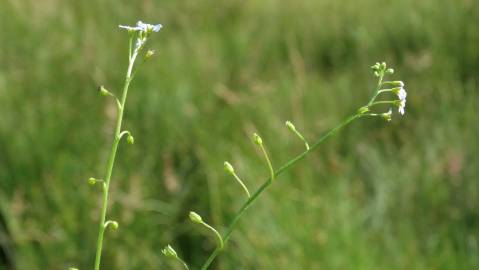 Fotografia da espécie Myosotis welwitschii