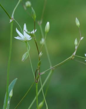 Fotografia 1 da espécie Stellaria graminea no Jardim Botânico UTAD