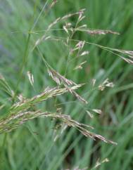 Deschampsia cespitosa subesp. cespitosa