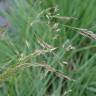 Fotografia 1 da espécie Deschampsia cespitosa subesp. cespitosa do Jardim Botânico UTAD