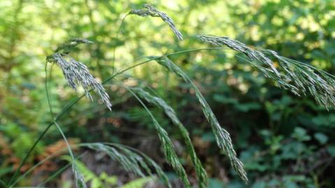 Fotografia da espécie Deschampsia cespitosa subesp. cespitosa