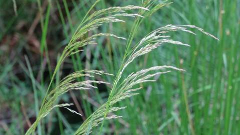 Fotografia da espécie Deschampsia cespitosa subesp. cespitosa