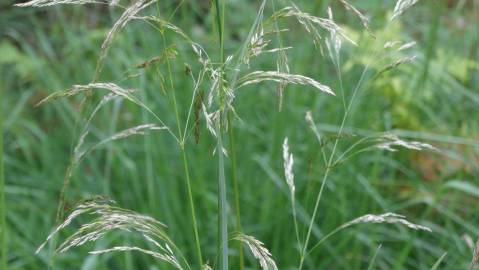 Fotografia da espécie Deschampsia cespitosa subesp. cespitosa