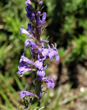 Fotografia 17 da espécie Lobelia urens no Jardim Botânico UTAD