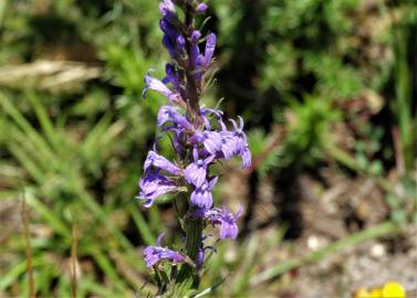 Fotografia da espécie Lobelia urens