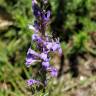 Fotografia 17 da espécie Lobelia urens do Jardim Botânico UTAD