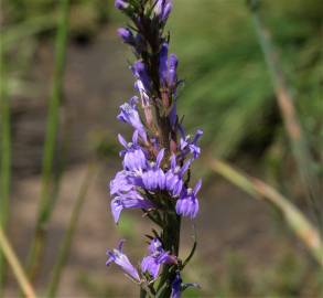 Fotografia da espécie Lobelia urens