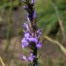 Fotografia 18 da espécie Lobelia urens do Jardim Botânico UTAD