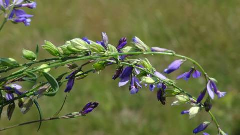 Fotografia da espécie Polygala vulgaris subesp. vulgaris