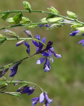 Fotografia 10 da espécie Polygala vulgaris subesp. vulgaris no Jardim Botânico UTAD