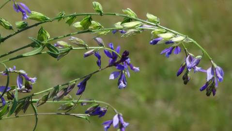 Fotografia da espécie Polygala vulgaris subesp. vulgaris