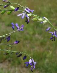 Polygala vulgaris subesp. vulgaris