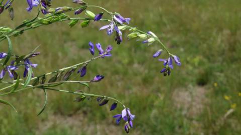 Fotografia da espécie Polygala vulgaris subesp. vulgaris