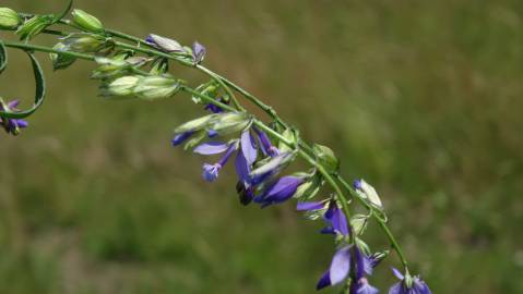 Fotografia da espécie Polygala vulgaris subesp. vulgaris