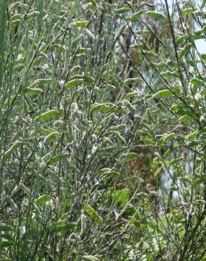 Fotografia 11 da espécie Cytisus oromediterraneus no Jardim Botânico UTAD