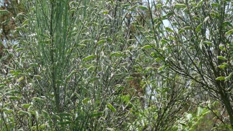 Fotografia da espécie Cytisus oromediterraneus