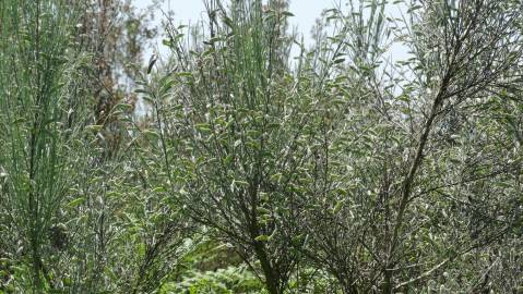 Fotografia da espécie Cytisus oromediterraneus