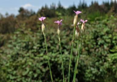 Fotografia da espécie Petrorhagia dubia