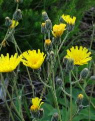 Hieracium schmidtii