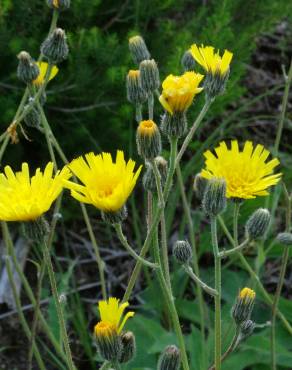 Fotografia 1 da espécie Hieracium schmidtii no Jardim Botânico UTAD