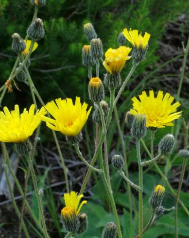 Fotografia de capa Hieracium schmidtii - do Jardim Botânico