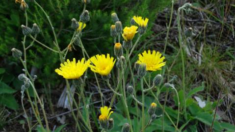 Fotografia da espécie Hieracium schmidtii