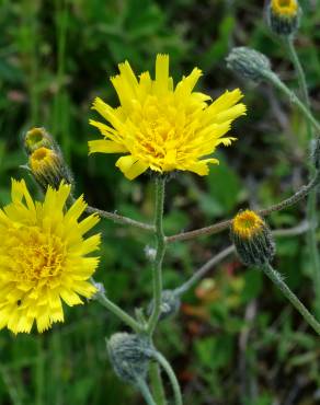 Fotografia 3 da espécie Hieracium schmidtii no Jardim Botânico UTAD